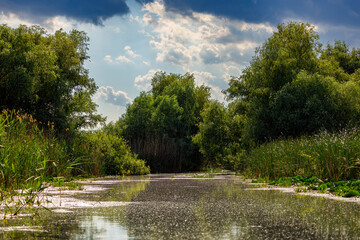 The swamps and wilderness of the Danube Delta in Romania