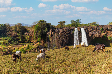 Blue Nile waterfalls, Bahar Dar, Ethiopia