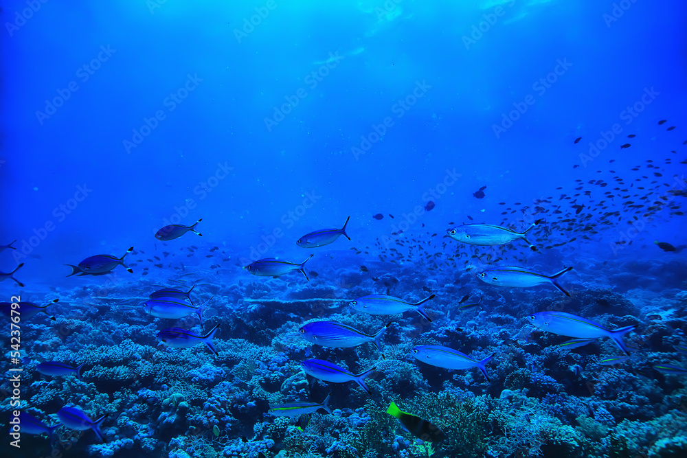 Wall mural coral reef background, underwater marine life ecosystem ocean sea - Wall murals