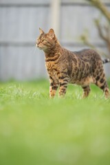 Naklejka na ściany i meble Vertical shot of a cute striped Bengal cat in the garden looking aside