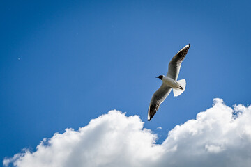 Mewa w locie na tle niebieskiego mewa z chmurami.