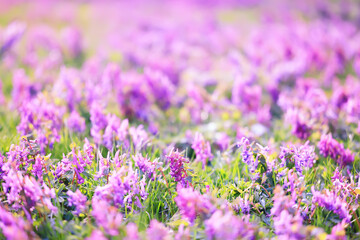 Corýdalis flower ornamental, wallpaper spring, ecology