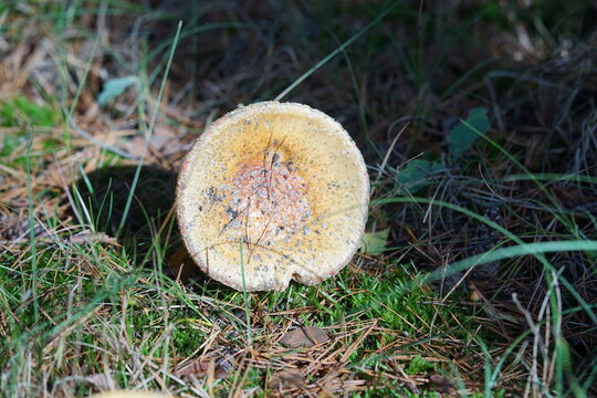 Pize in the forest, tree mushroom,mushroom, nature, forest, autumn, fungus, grass, food, fungi, mushrooms, brown, edible, green, wild, season, fall, moss, boletus, plant, closeup, cap, toadstool, leaf