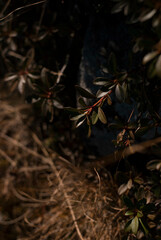 Dry grass by the sunlight in mountains