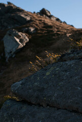 Dry grass by the sunlight in mountains