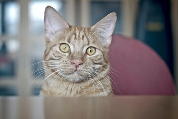 Cute tabby cat sitting by the table and looking curious to the camera.. Horizontal image with selective focus.