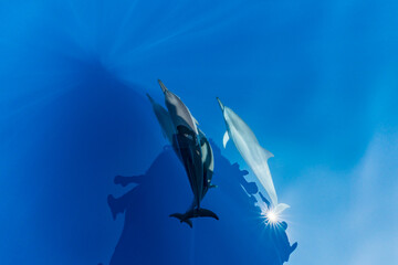 小笠原　凪の海を泳ぐハシナガイルカの群れ © shota