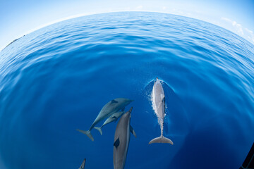小笠原　凪の海を泳ぐハシナガイルカの群れ
