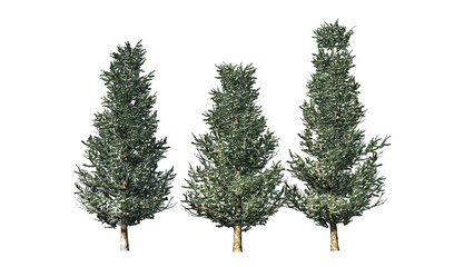 Fototapeta premium Trees in winter on transparent background - 3D Illustration