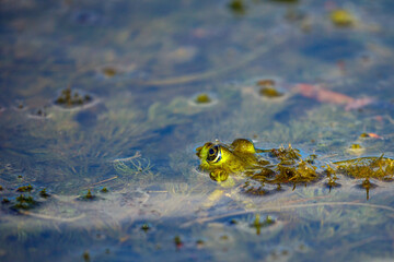 A frog in the swamps of the danube delta	