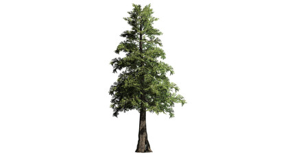 Western Red Cedar tree on transparent background - 3D Illustration