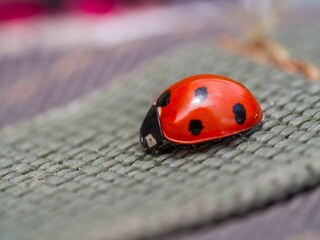 Selective focus closeup of a little ladybird made of plastic