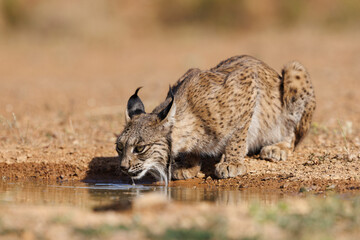 Lince ibérico en su entorno natural en libertad.