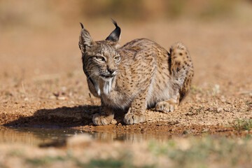 Lince ibérico en su entorno natural en libertad.