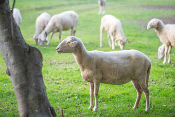 Naklejka premium flock of sheep grazing in green countryside