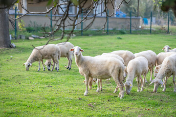 Obraz premium flock of sheep grazing in green countryside