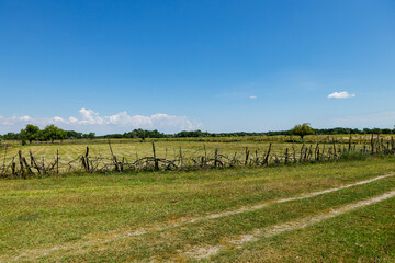 Fototapeta premium The Landscape of the Latea Forest in the Danube Delta