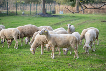 Obraz na płótnie Canvas flock of sheep grazing in green countryside