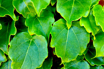 Blurred background of greenery in the park or garden, background.