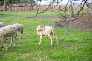 Fototapeta na wymiar flock of sheep grazing in green countryside