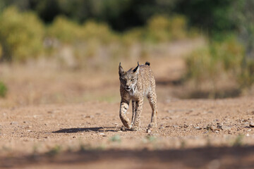 Lince ibérico en su entorno natural en libertad.
