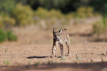 Lince ibérico en su entorno natural en libertad.