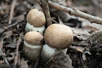 Group of young Leccinum duriusculum mushroom