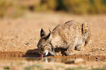 Lince ibérico en su entorno natural en libertad.