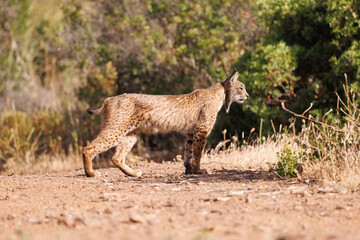 Lince ibérico en su entorno natural en libertad.