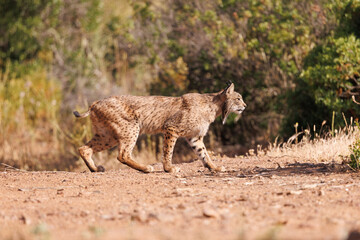 Lince ibérico en su entorno natural en libertad.
