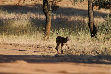 Lince ibérico en su entorno natural en libertad.