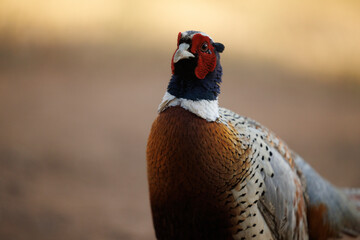 Faisan común en su entorno natural en libertad