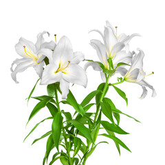 Fototapeta na wymiar White lilies. Lily flowers. Close-up flowers isolated on white background
