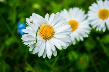 Obraz premium Selective focus of a dandelion in the field, a closeup shot