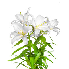 White lilies. Lily flowers. Flowers isolated on white background