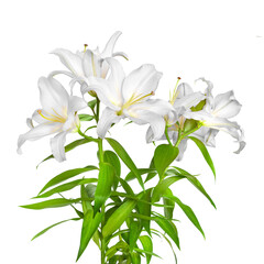 White flowers. Pink lilies. Beautiful flowers isolated on white