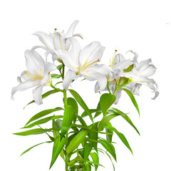 Obraz premium White flowers. Pink lilies. Beautiful flowers isolated on white