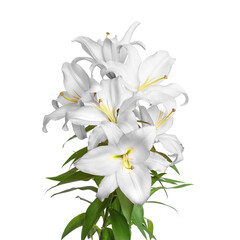 Obraz na płótnie Canvas Lily flowers. White lilies. Beautiful flowers isolated on white background