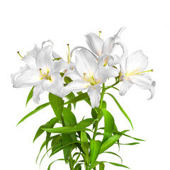 White lilies. Lilies flowers. Close-up flowers isolated on white background