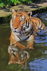 Fototapeta na wymiar male Malayan tiger (Panthera tigris jacksoni) takes a bath