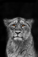 Fototapeta na wymiar nice and cute young female lioness (Panthera leo) close up portrait of the head black and white