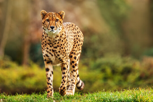 male cheetah (Acinonyx jubatus) very beautiful animal