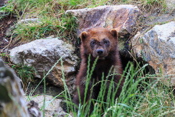 wolverine (Gulo gulo) hiding in the grass by the rocks