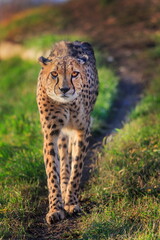 male cheetah (Acinonyx jubatus) he's going down a well-trodden path