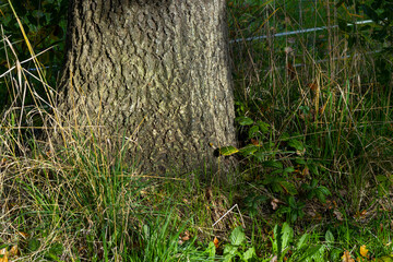oak tree stem and sunlight, fall, netherlands, 