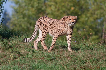 male cheetah (Acinonyx jubatus) when walking