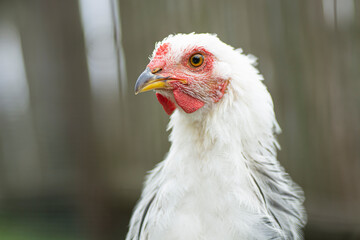 Close-up portrait of a white chicken
