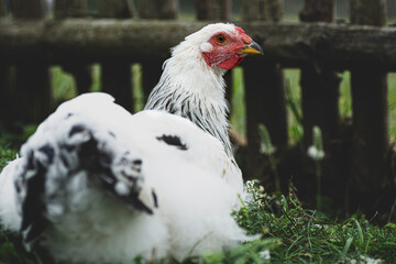chicken portrait from behind