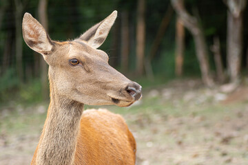 close-up portrait of deer