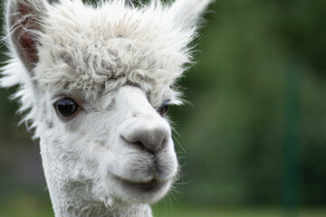 close-up portrait of a llama © Greta